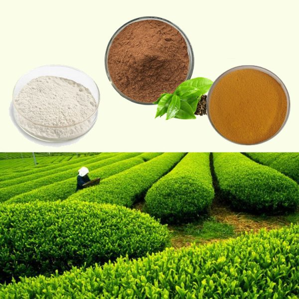 there are three main ingredients extracted from green tea,