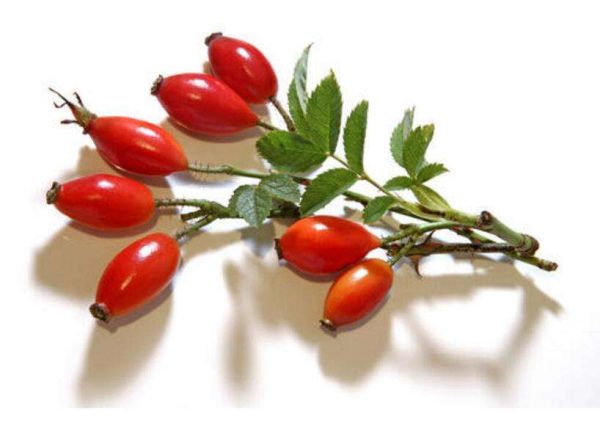 Rose hip polyphenols