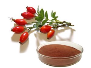 rose hip extract from yohopharm