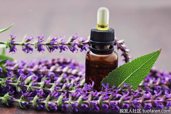 Clary Sage Essential Oil 2