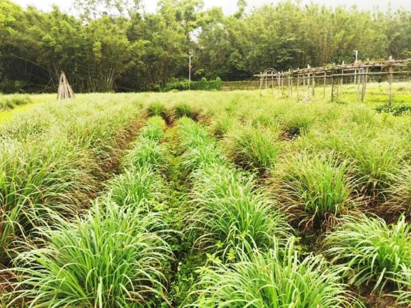 lemon grass plant