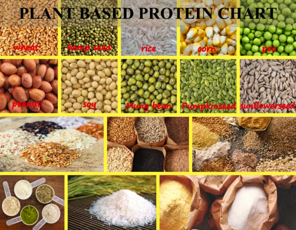 plant based protein chart