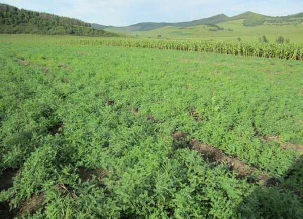 Astragalus plantation