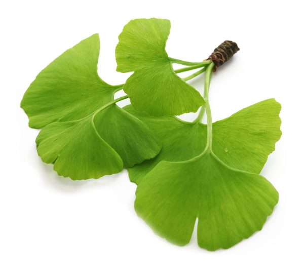 Ginkgo Leaf Extract