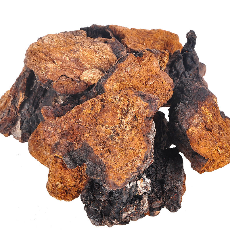 chaga raw material