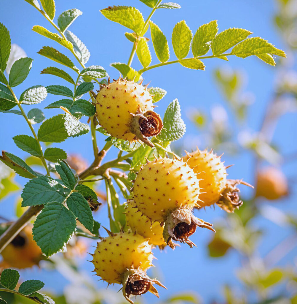 cili fruit Rosa roxburghii