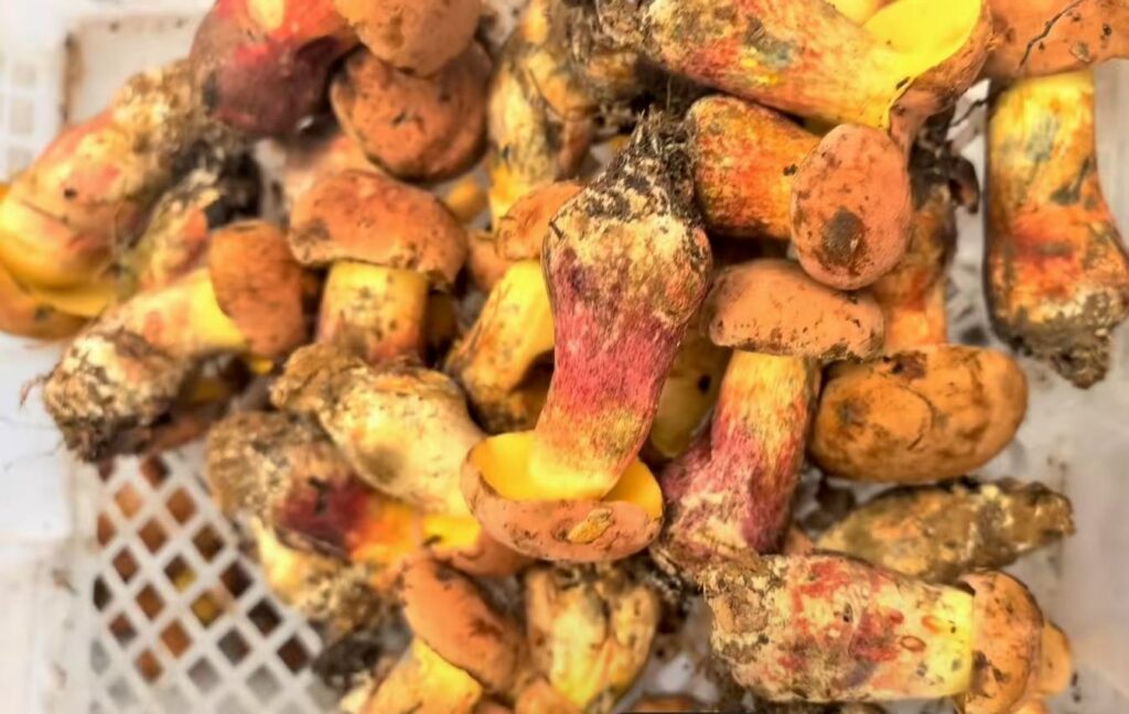 porcini